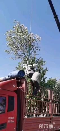 12公分八棱海棠