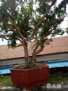 高度300厘米石榴