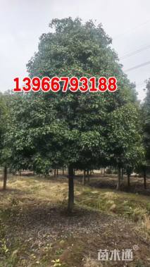 20公分高杆红叶石楠