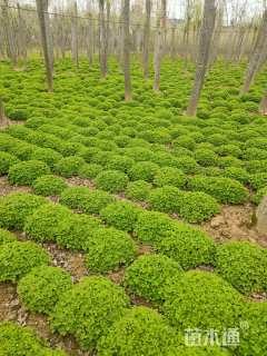 高度20厘米红花酢浆草