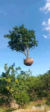 15公分柚子树