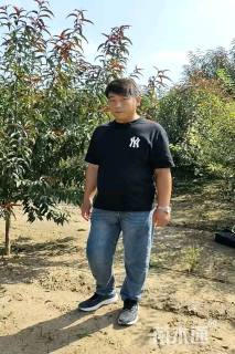 11.8公分红叶碧桃