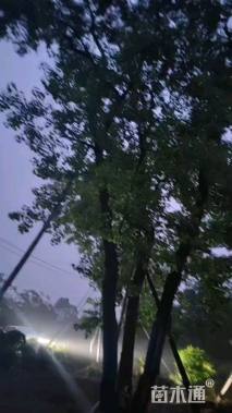 20公分造型乌桕