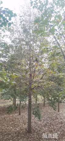 13公分欧洲小叶椴