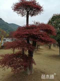 高度200厘米羽毛枫