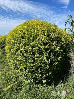 冠幅150厘米金叶榆球