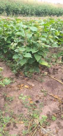 高度60厘米红花三角梅