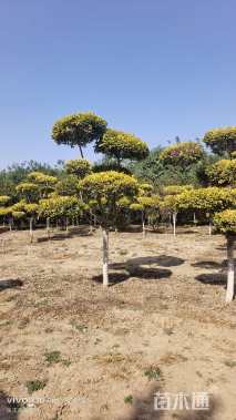 10公分造型金叶榆