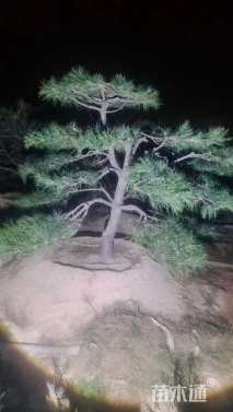 15公分造型黑松