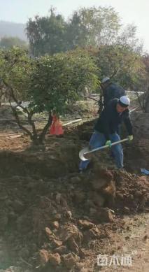 高度1000厘米紫斑牡丹