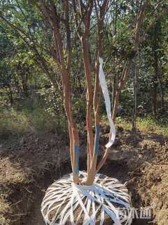 高度350厘米丛生紫薇