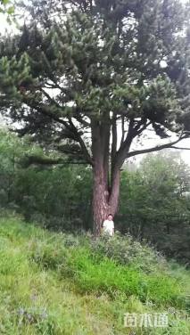 高度1200厘米油松