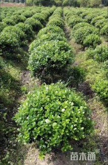 冠幅120厘米无刺枸骨球