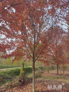 13公分美国红枫