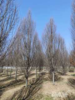 15公分欧洲鹅耳枥