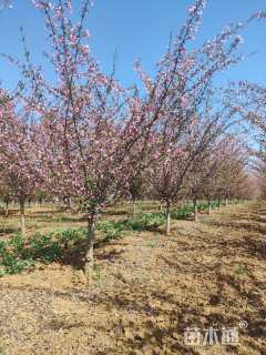 11.5公分垂丝海棠