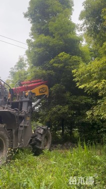 30公分金丝楠木