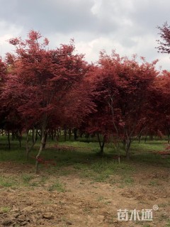 10公分日本红枫