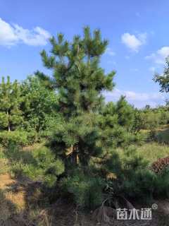 高度3500厘米黑松