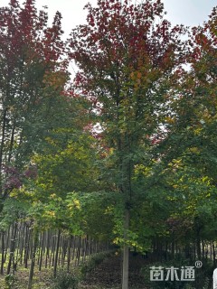 12公分美国红枫