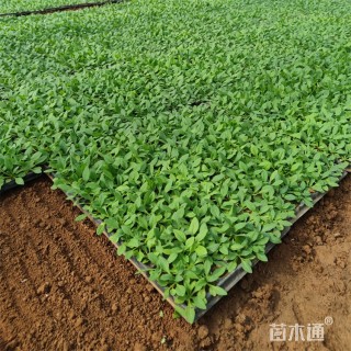 高度5厘米牵牛花