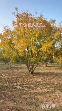 10公分(5杆)丛生栾树