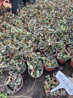 20厘米花叶络石