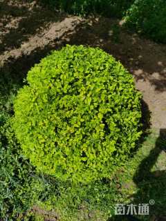 高度60厘米亮晶女贞球