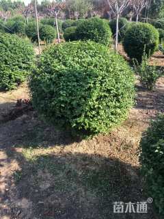 冠幅150厘米小叶女贞球