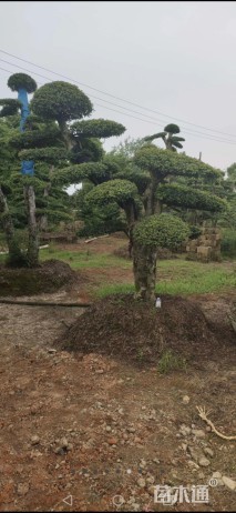 移栽苗造型罗汉松