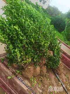 高度50厘米大叶黄杨