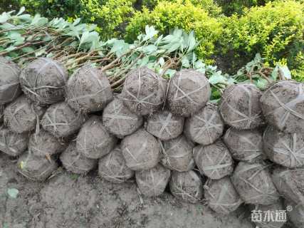 高度60厘米结香