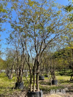 12公分黄花风铃木