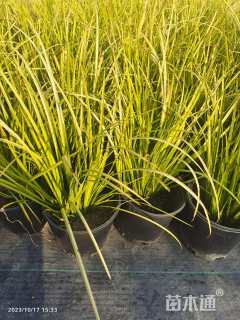 高度20厘米金叶石菖蒲