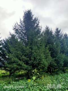 高度1200厘米云杉