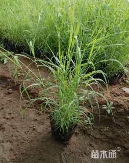 高度30厘米芦苇