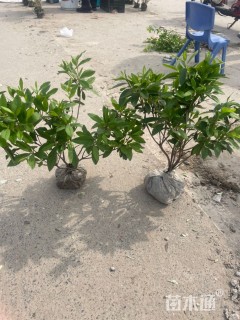 高度40厘米毛鹃