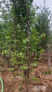 6公分杏树