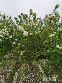 高度300厘米木本绣球