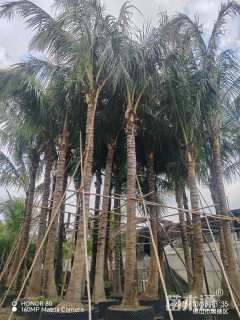 裸干高250厘米椰子