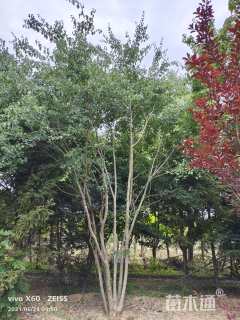 高度650厘米丛生三角枫