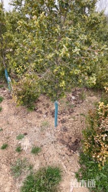 高度160厘米小叶黄杨