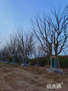 100公分(5杆)丛生朴树