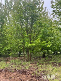 高度1000厘米丛生美国红枫