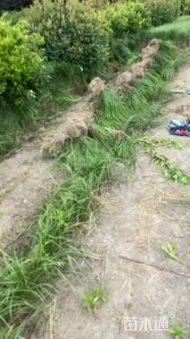 高度15厘米兰花