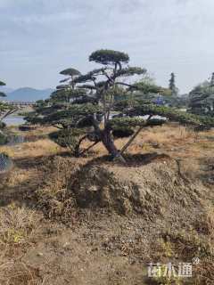 移栽苗造型罗汉松