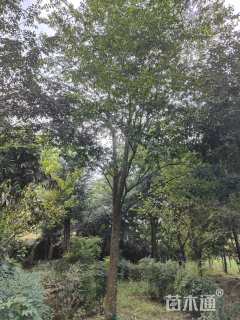 15公分栾树