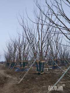 70公分(4杆)丛生朴树