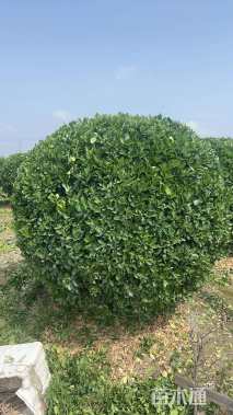 冠幅250厘米大叶黄杨球