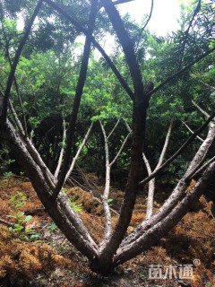 高度200厘米矮紫杉